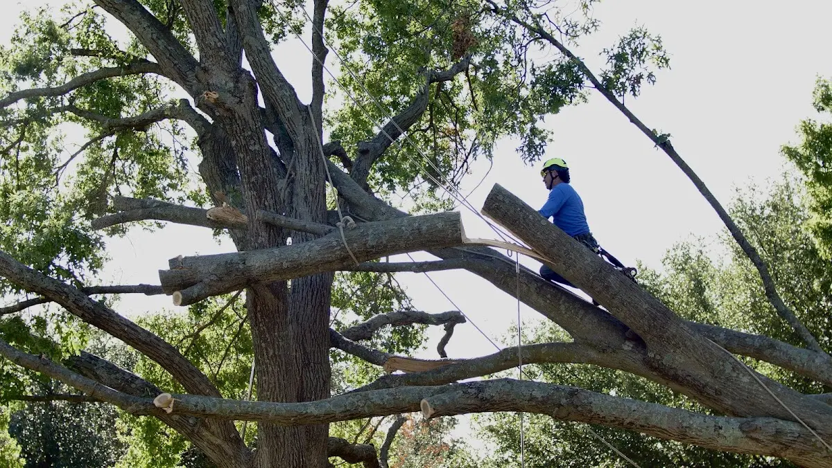 Professional Crown Thinning performed by certified arborists in Blandon